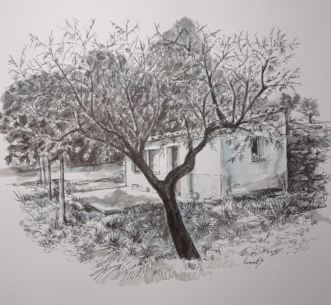 arbre pinell arbre pinell